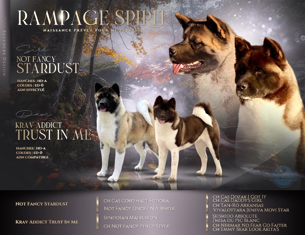 Rampage Spirit - Naissance prévu Mi-Février 2024