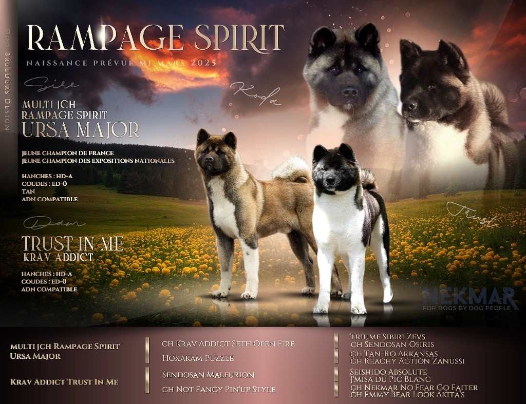 Rampage Spirit - Annonce de la Naissance Prévue des Chiots Akita Américain