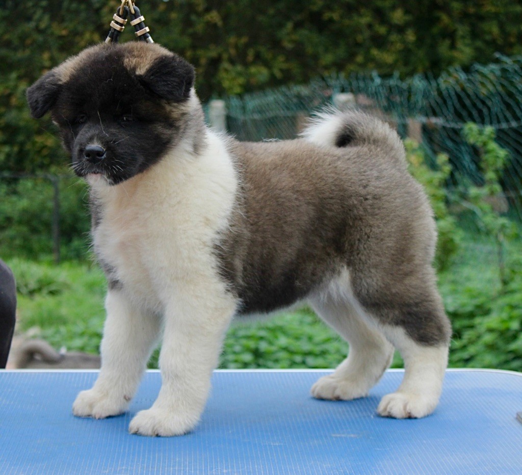 Rampage Spirit - Chiot disponible  - Akita americain