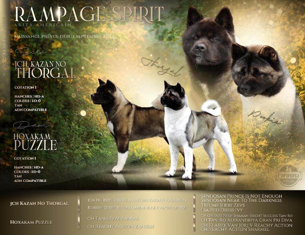 chiot Akita americain Rampage Spirit