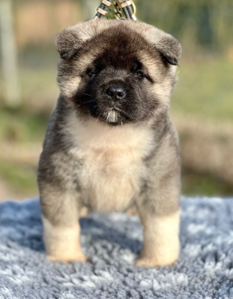 Rampage Spirit - Chiot disponible  - Akita americain