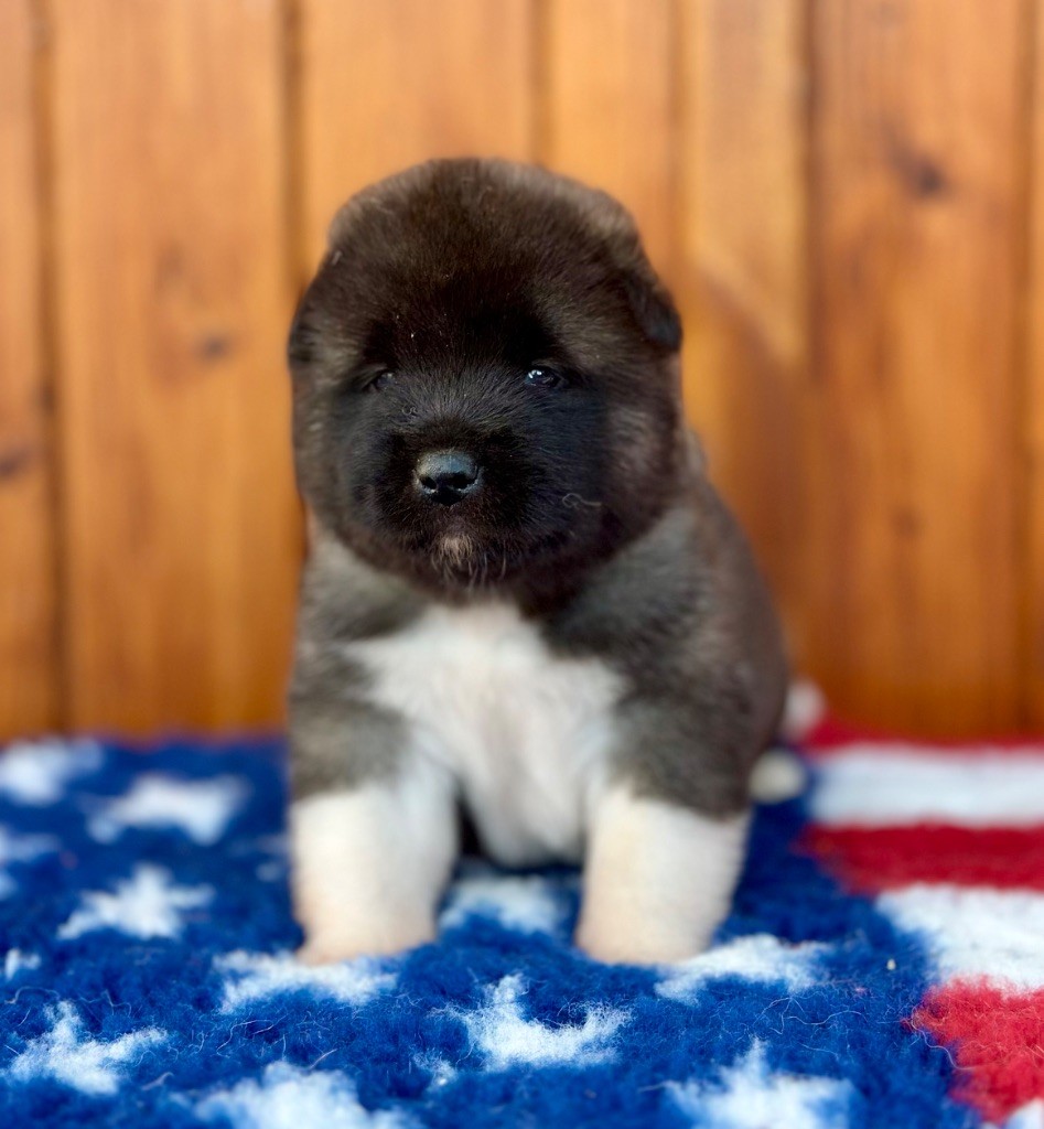 Rampage Spirit - Chiot disponible  - Akita americain