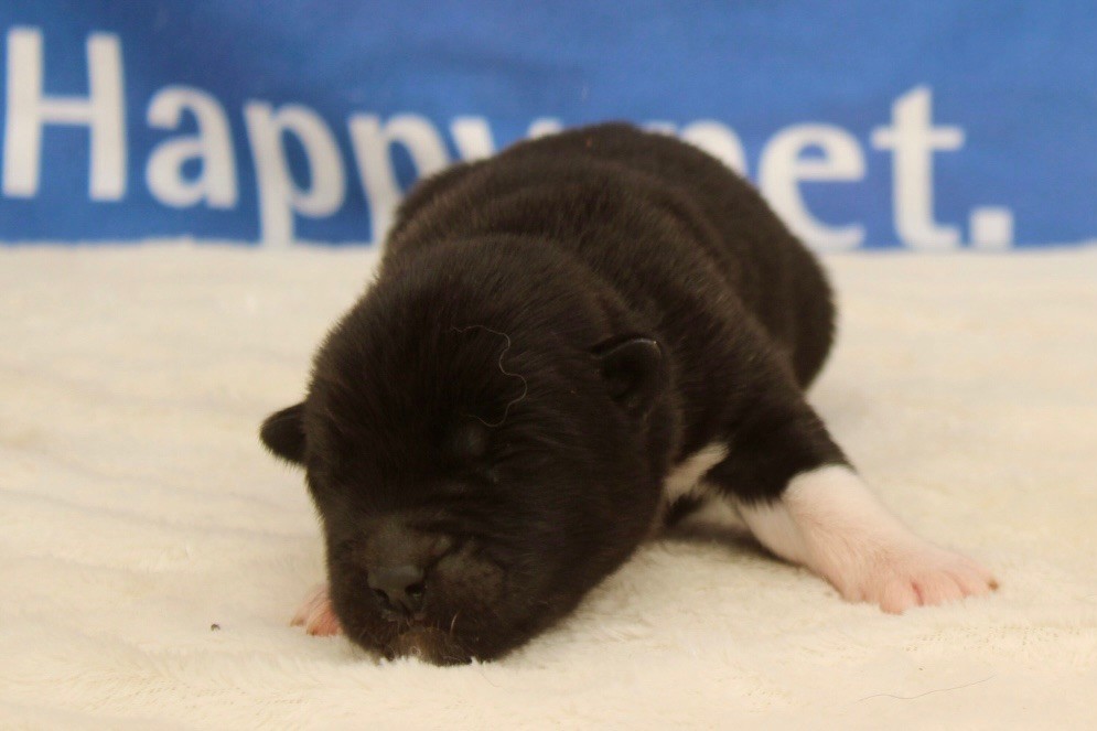 Rampage Spirit - Chiot disponible  - Akita americain