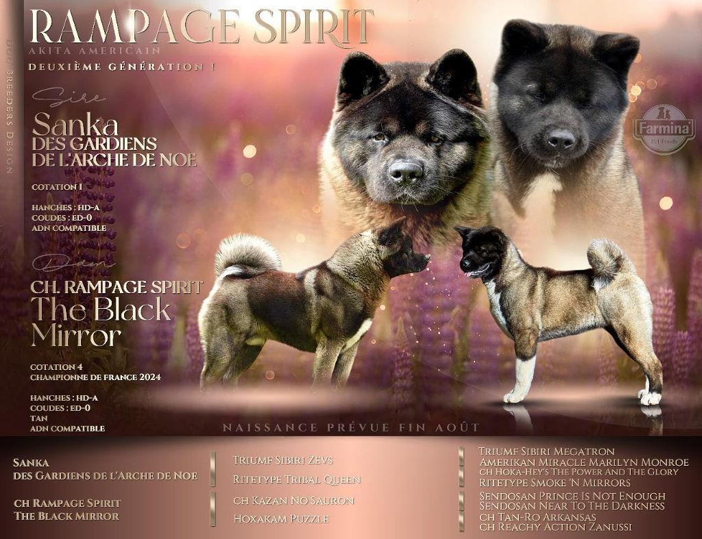 chiot Akita americain Rampage Spirit