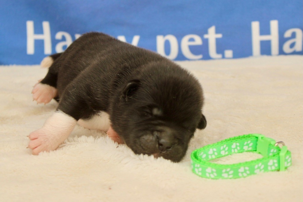 Rampage Spirit - Chiot disponible  - Akita americain