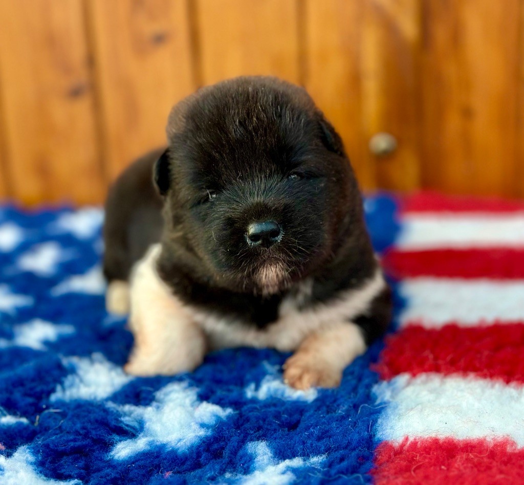 Rampage Spirit - Chiot disponible  - Akita americain