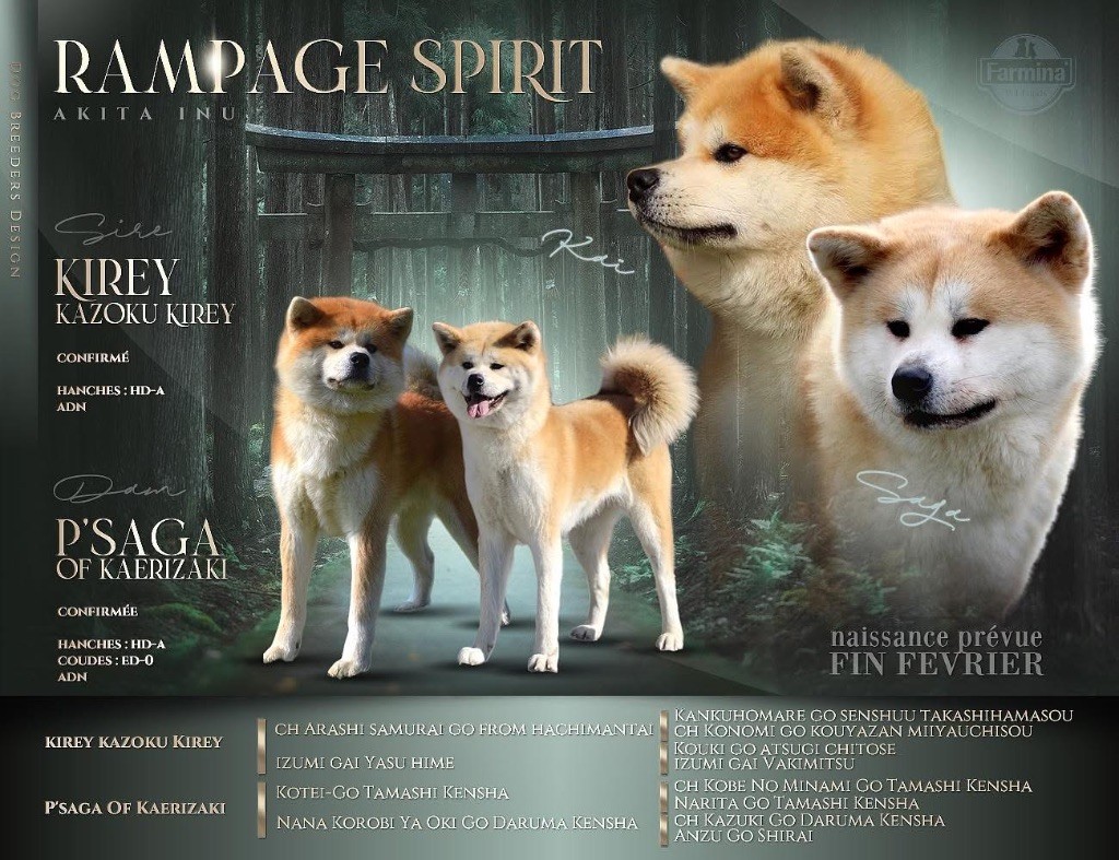 chiot Akita Rampage Spirit