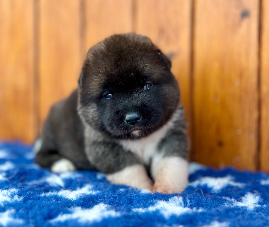 Rampage Spirit - Chiot disponible  - Akita americain