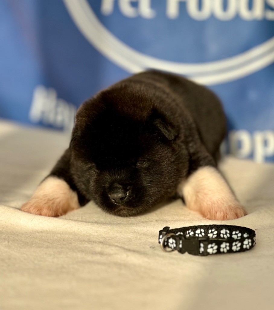 Rampage Spirit - Chiot disponible  - Akita americain