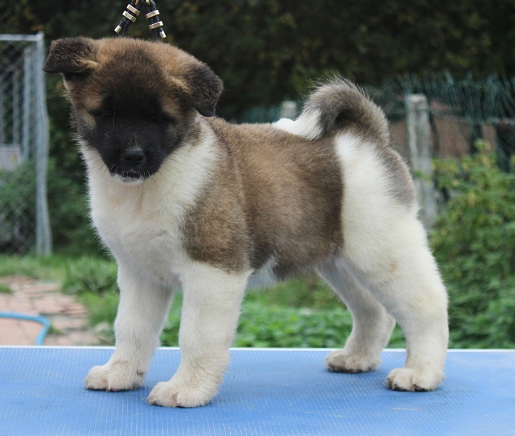 Rampage Spirit - Chiot disponible  - Akita americain