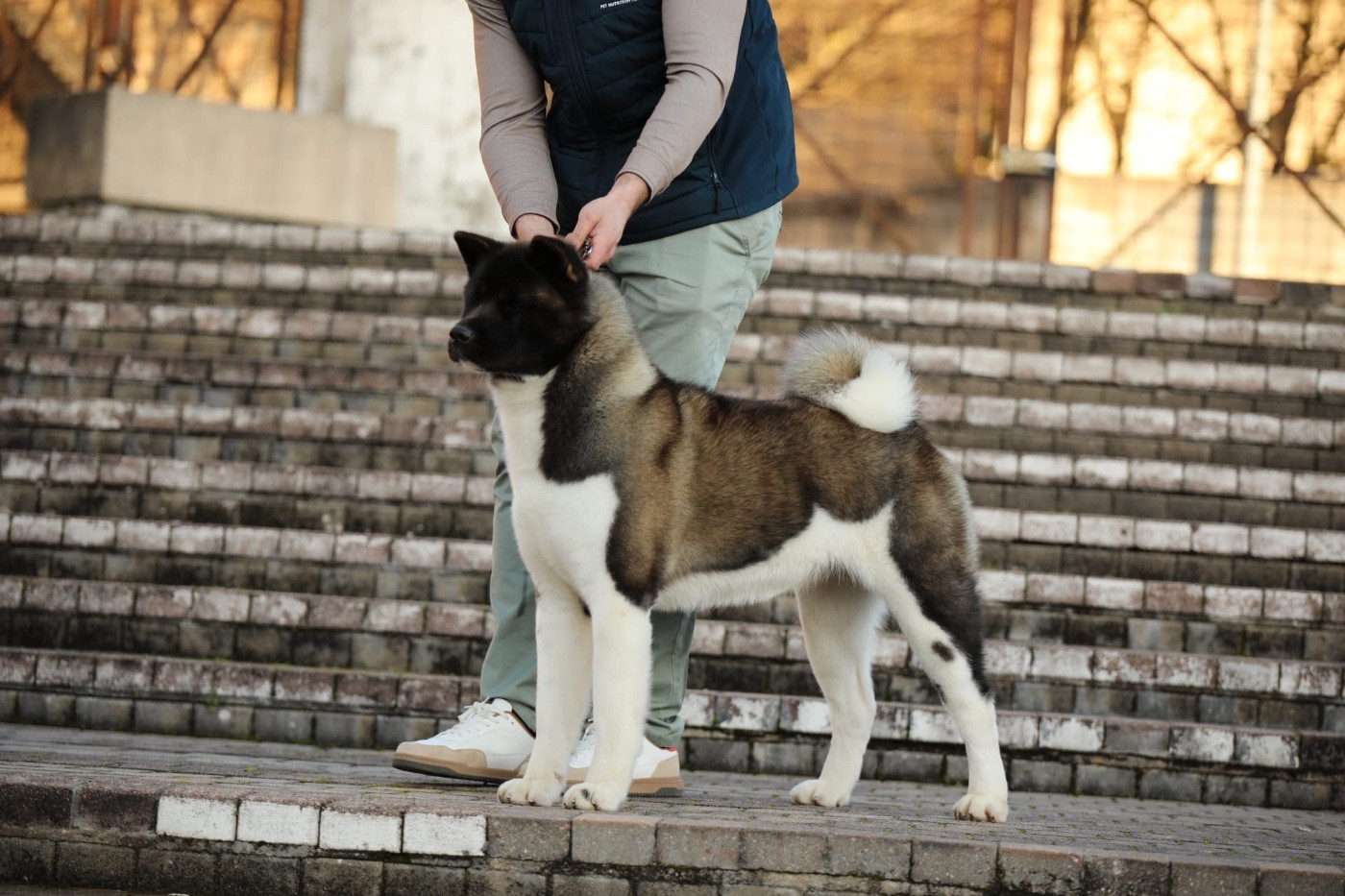 CH. Rampage Spirit Versus fighting