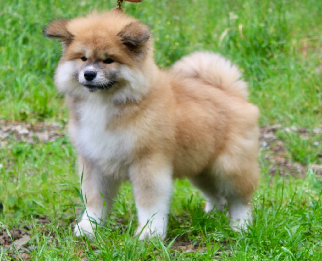Rampage Spirit A kuma
