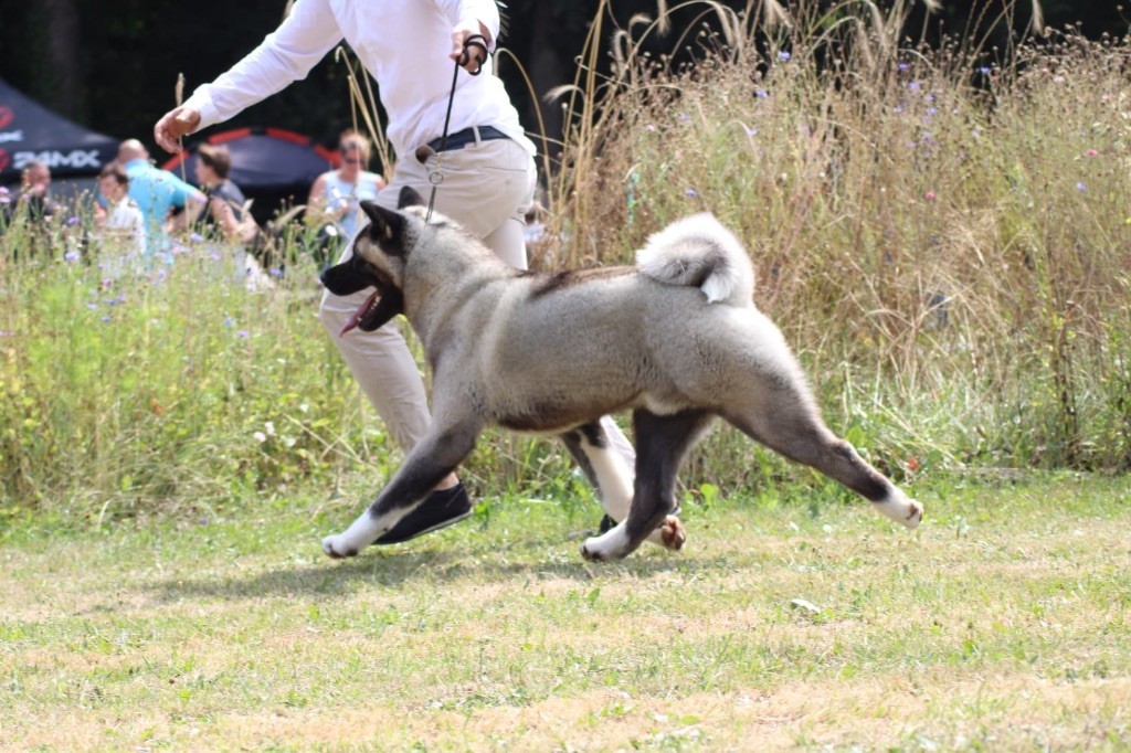 Rampage Spirit Vvolf of night