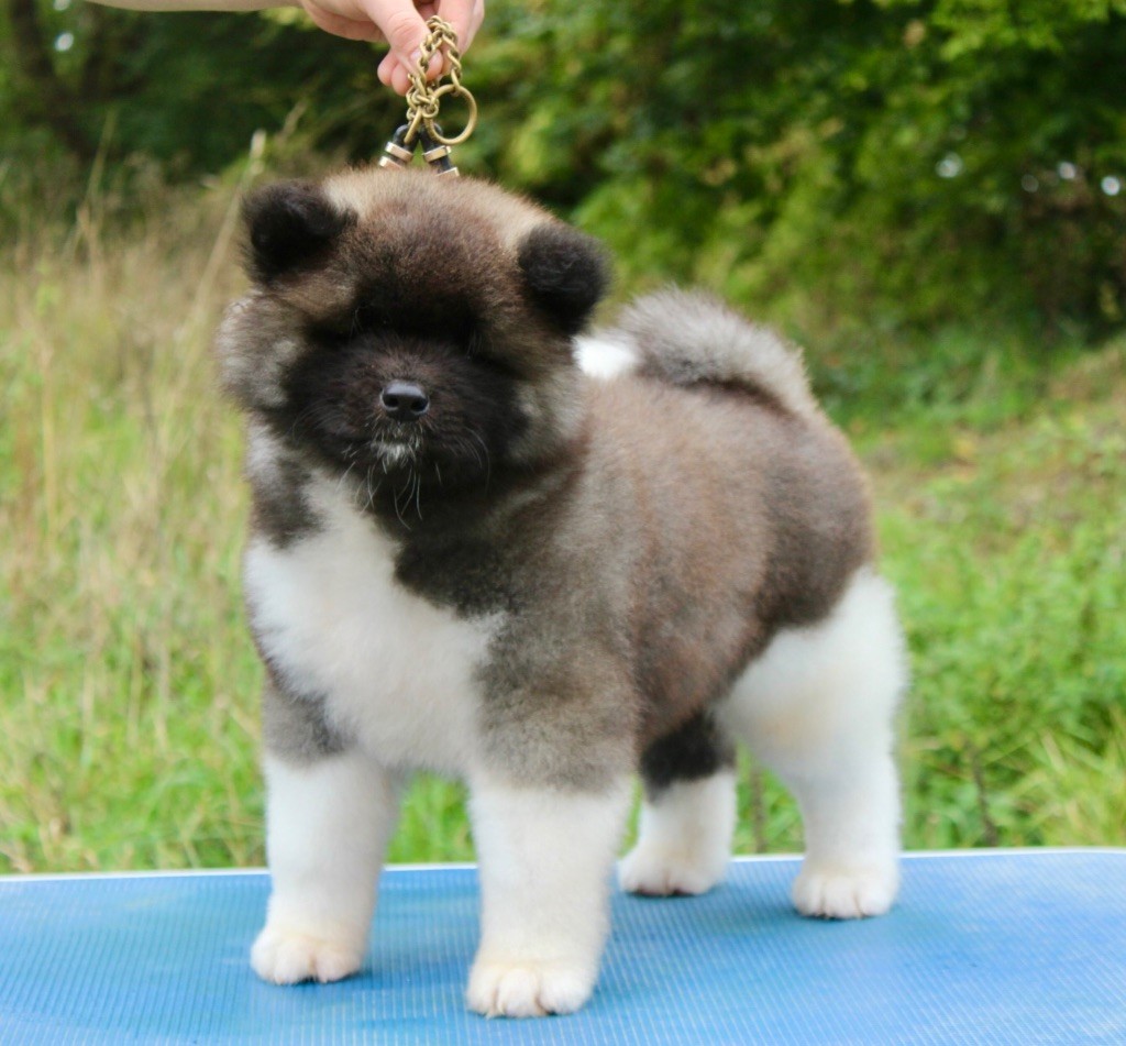 Rampage Spirit A true friend