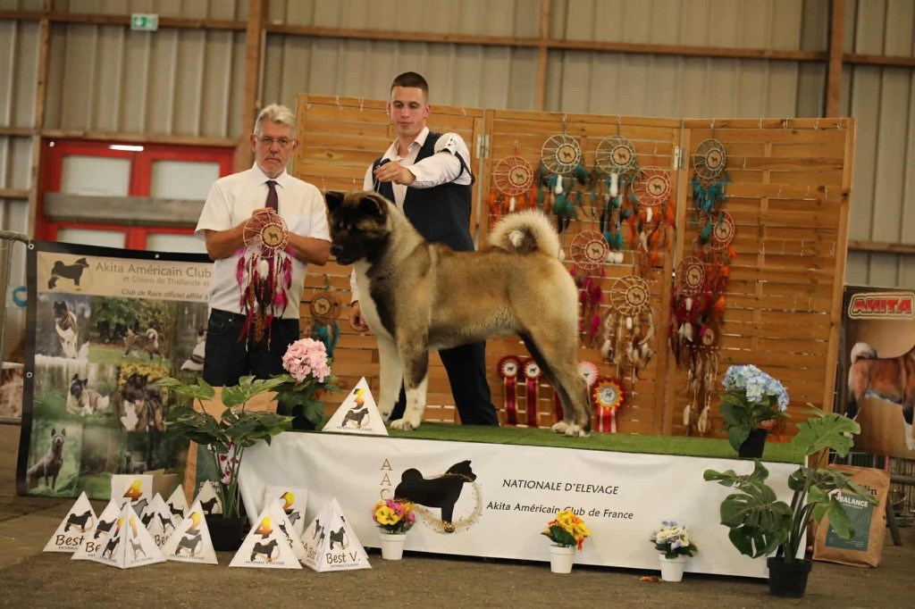 CH. Rampage Spirit Ursa major