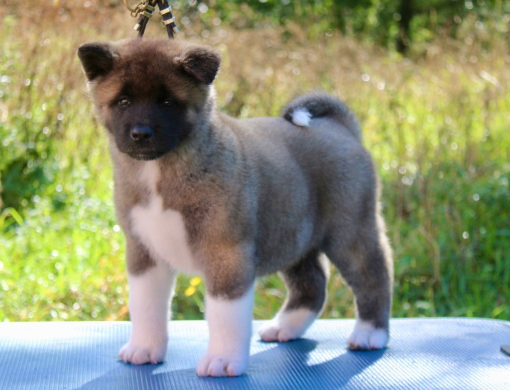 Rampage Spirit A golden paw