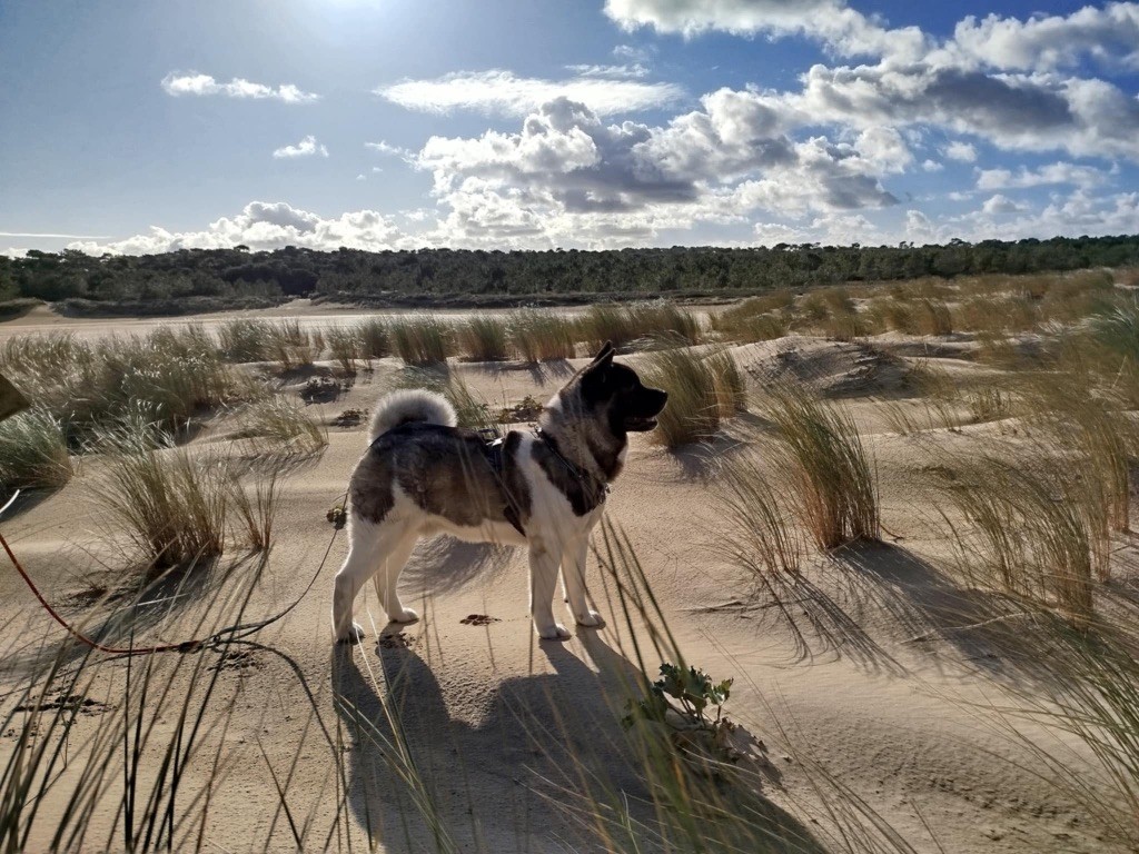 Rampage Spirit The boar