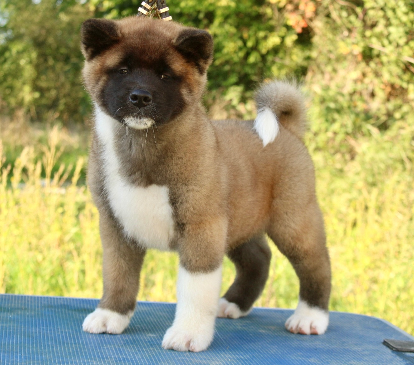 Rampage Spirit A strong choice