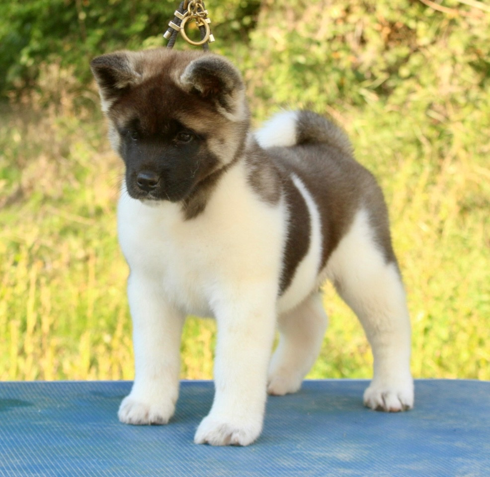 Rampage Spirit A shinning star