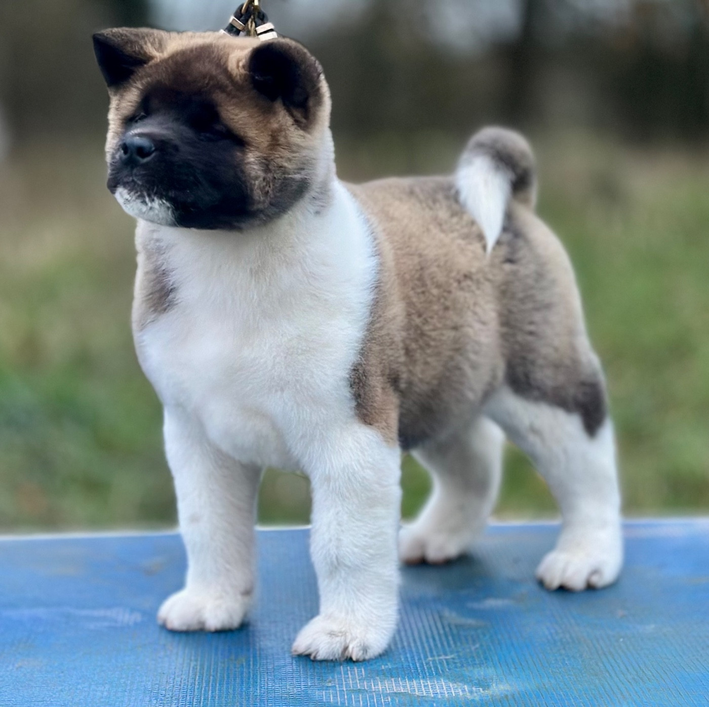 Rampage Spirit Anchor of peace