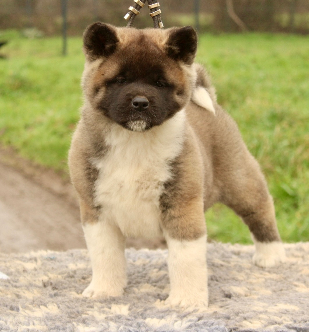 Rampage Spirit Always full of life