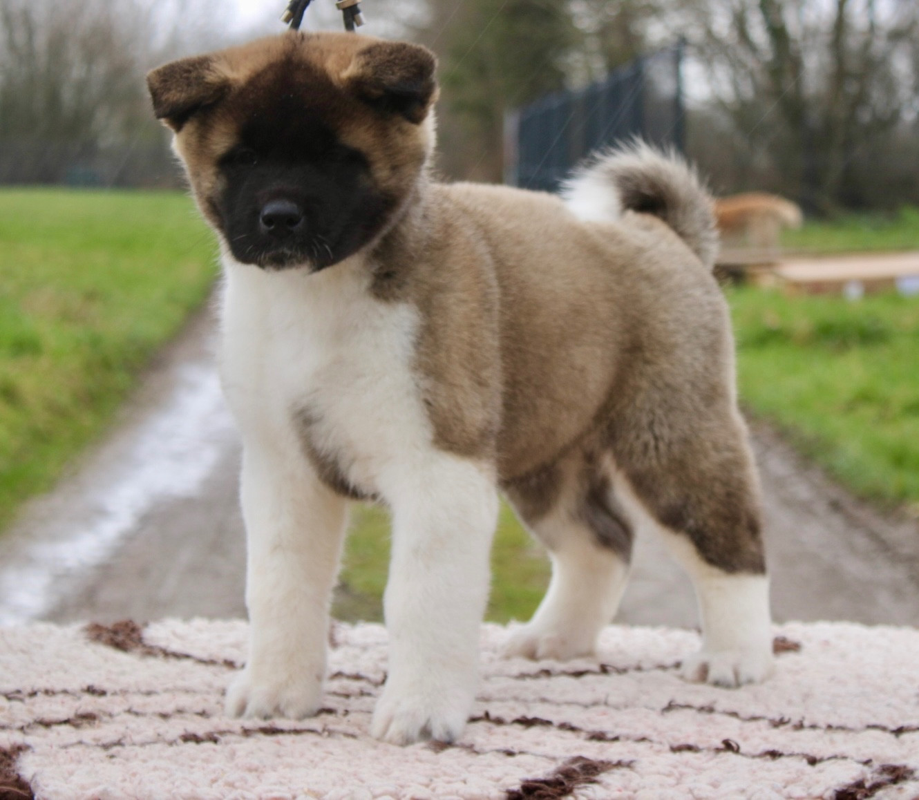 Rampage Spirit A Snow Queen