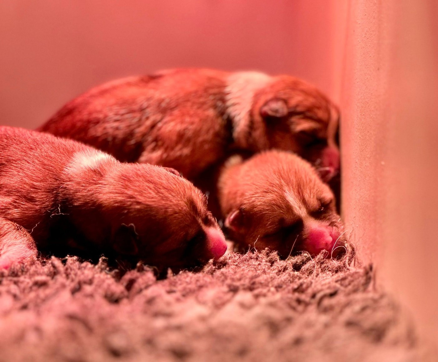 Les premiers bébés 2026 sont arrivés