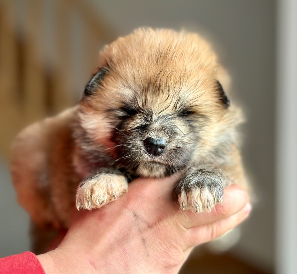Notre dernière femelle Akita inu de disponible 