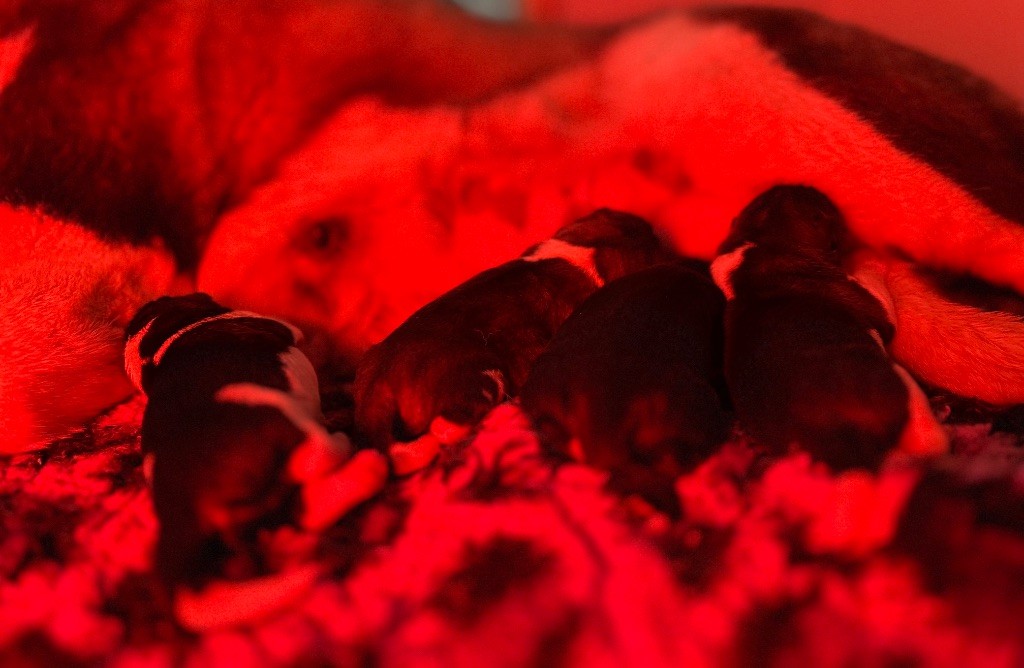 Les bébés sont arrivés 