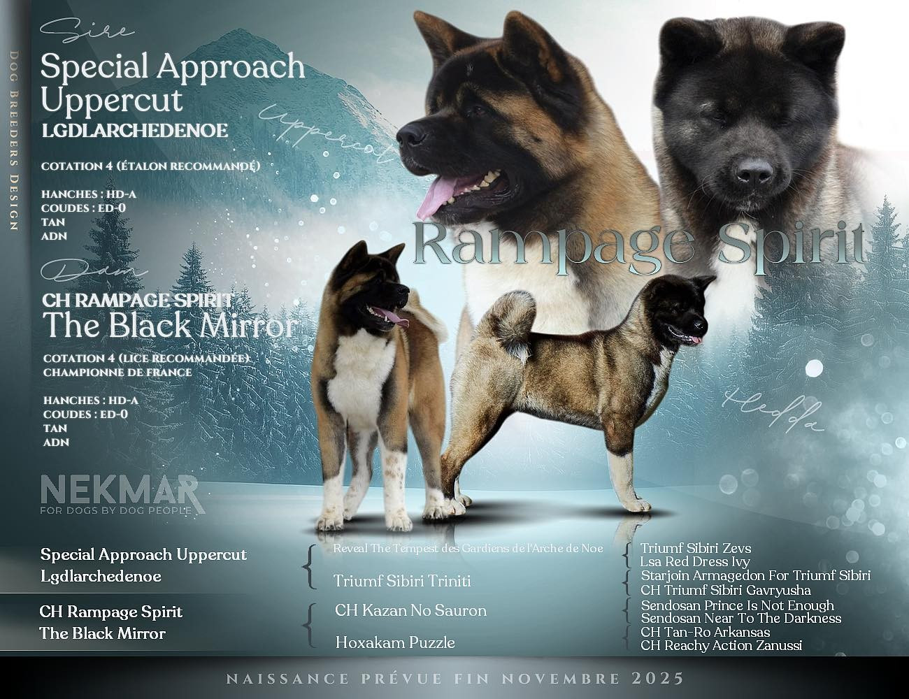 CH. Rampage Spirit The black mirror X Uppercut / 25.11.2025