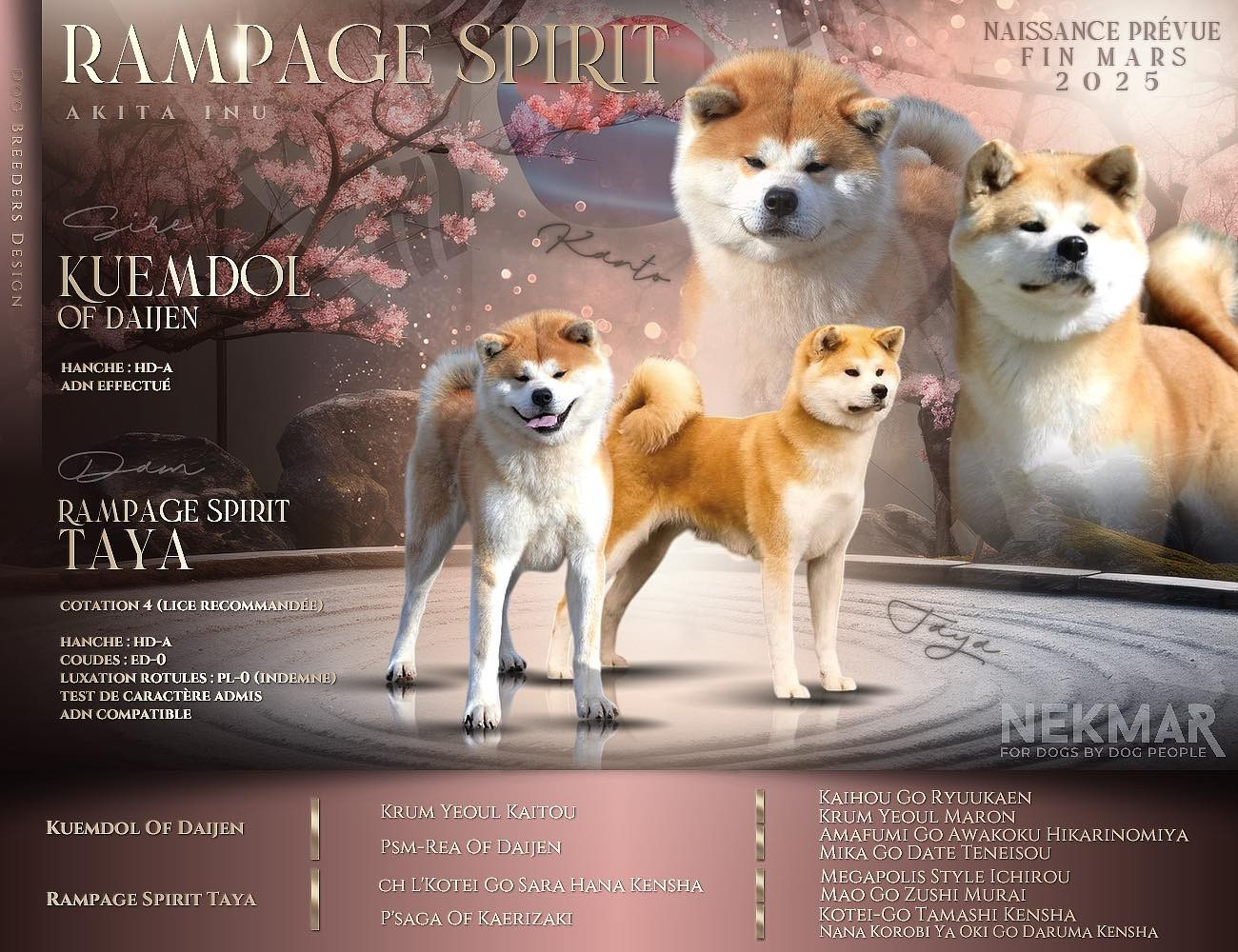 Rampage Spirit Taya X Kuemdol of Daijen « Kanto » /26.03.2025