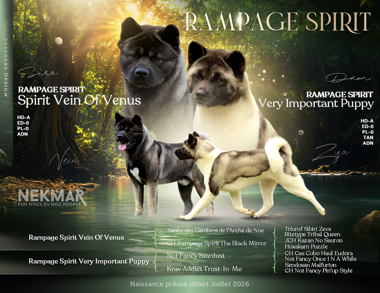 Rampage Spirit Very importante puppy X MultiCH Vein of Venus / 09.07.2026
