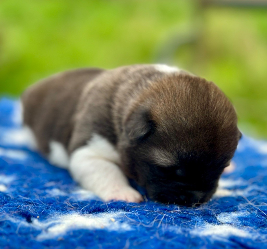 Rampage Spirit - Chiots disponibles - Akita americain