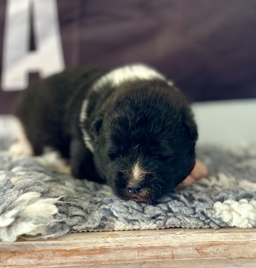 Rampage Spirit - Chiots disponibles - Akita americain