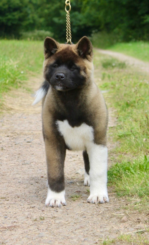 Rampage Spirit - Chiots disponibles - Akita americain