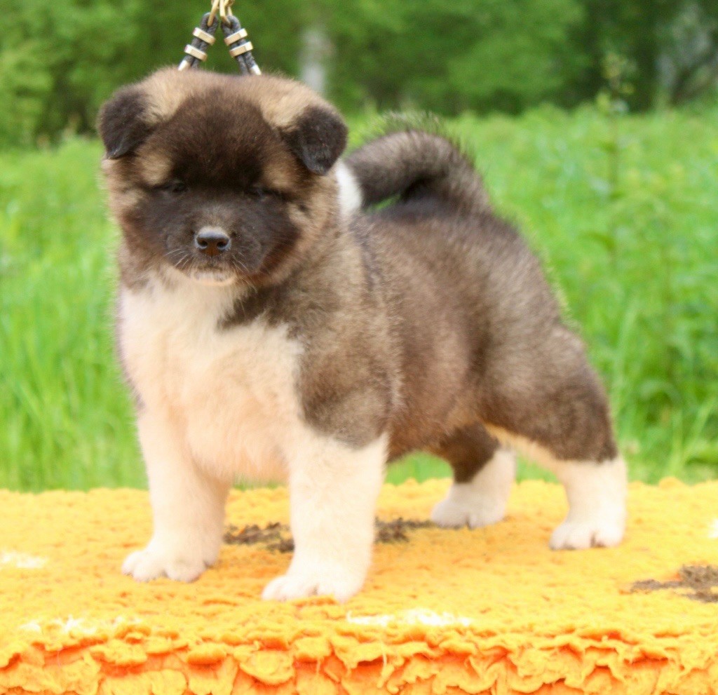 Rampage Spirit - Chiots disponibles - Akita americain