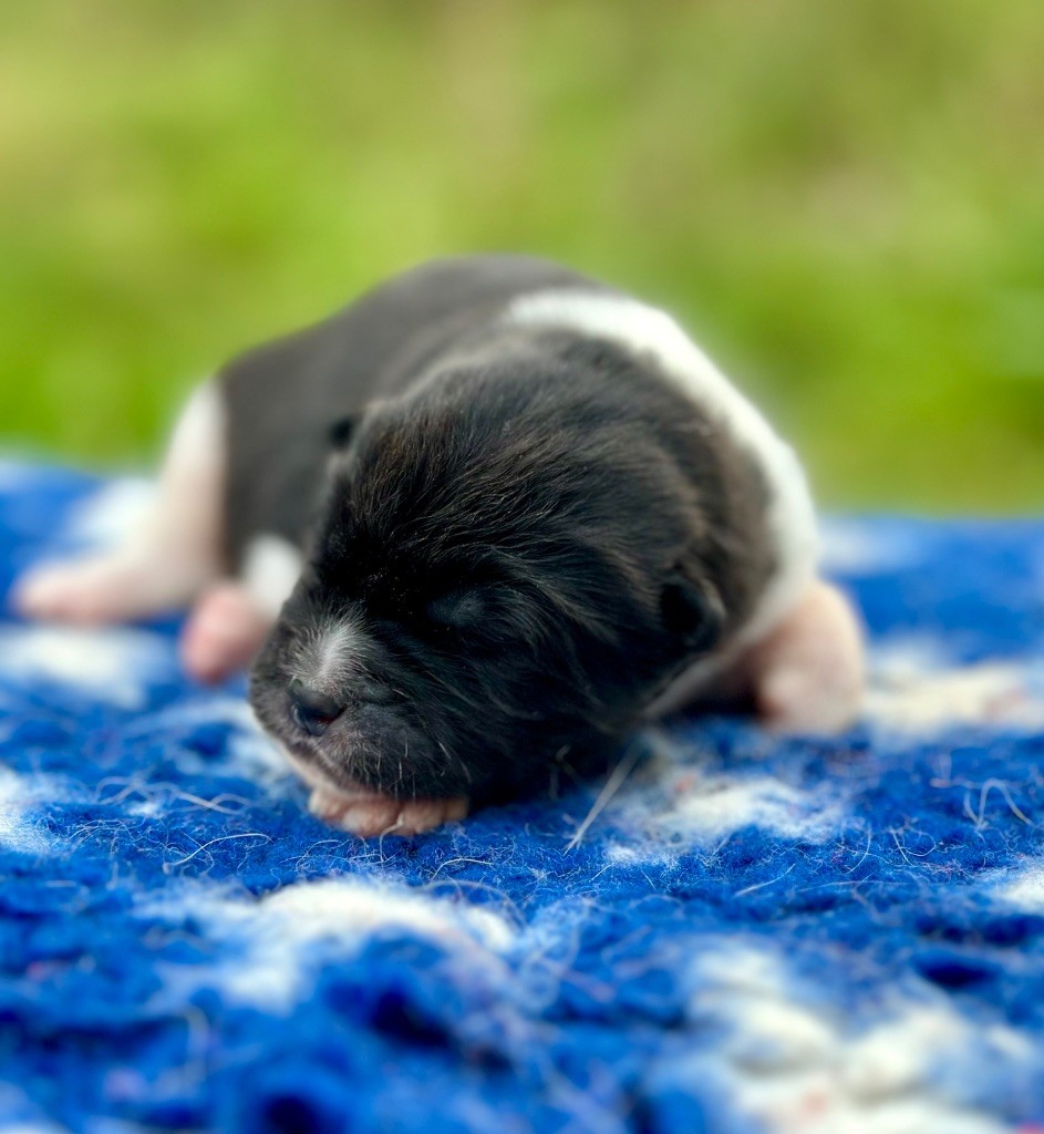 Rampage Spirit - Chiots disponibles - Akita americain