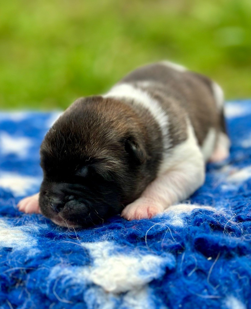 Rampage Spirit - Chiots disponibles - Akita americain