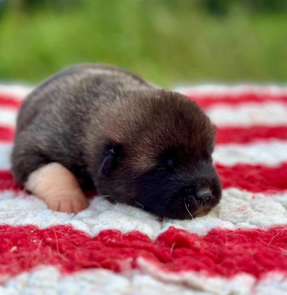 Rampage Spirit - Chiots disponibles - Akita americain