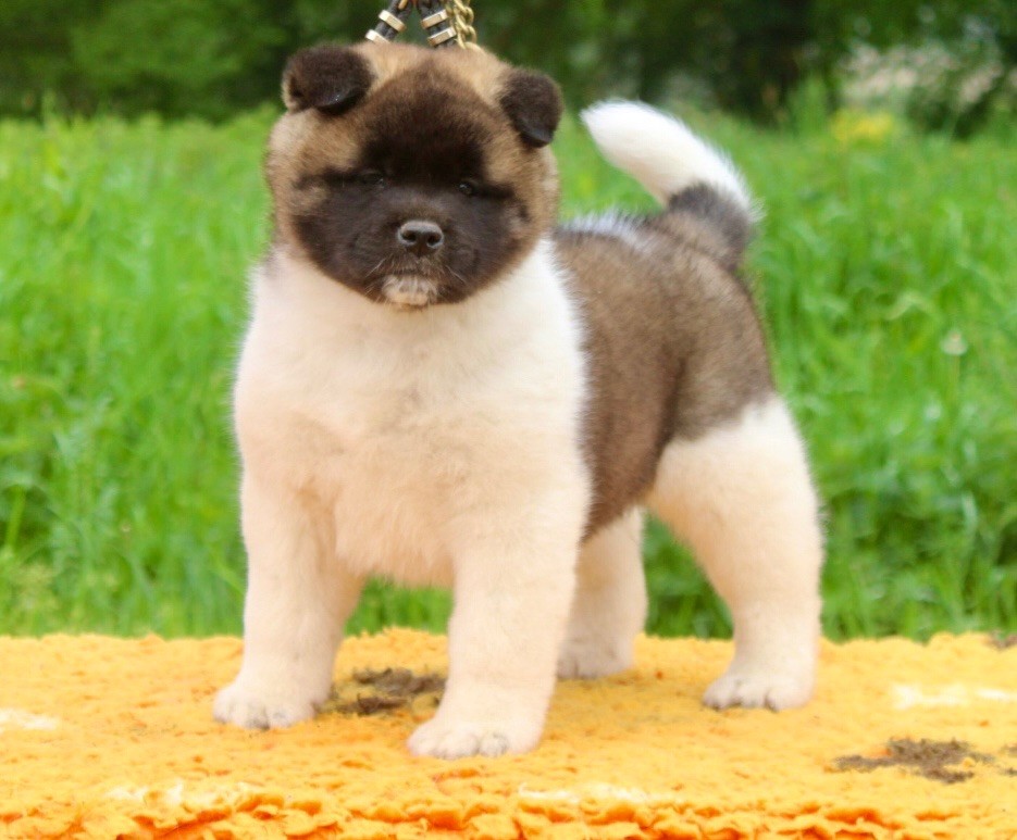 Rampage Spirit - Chiots disponibles - Akita americain