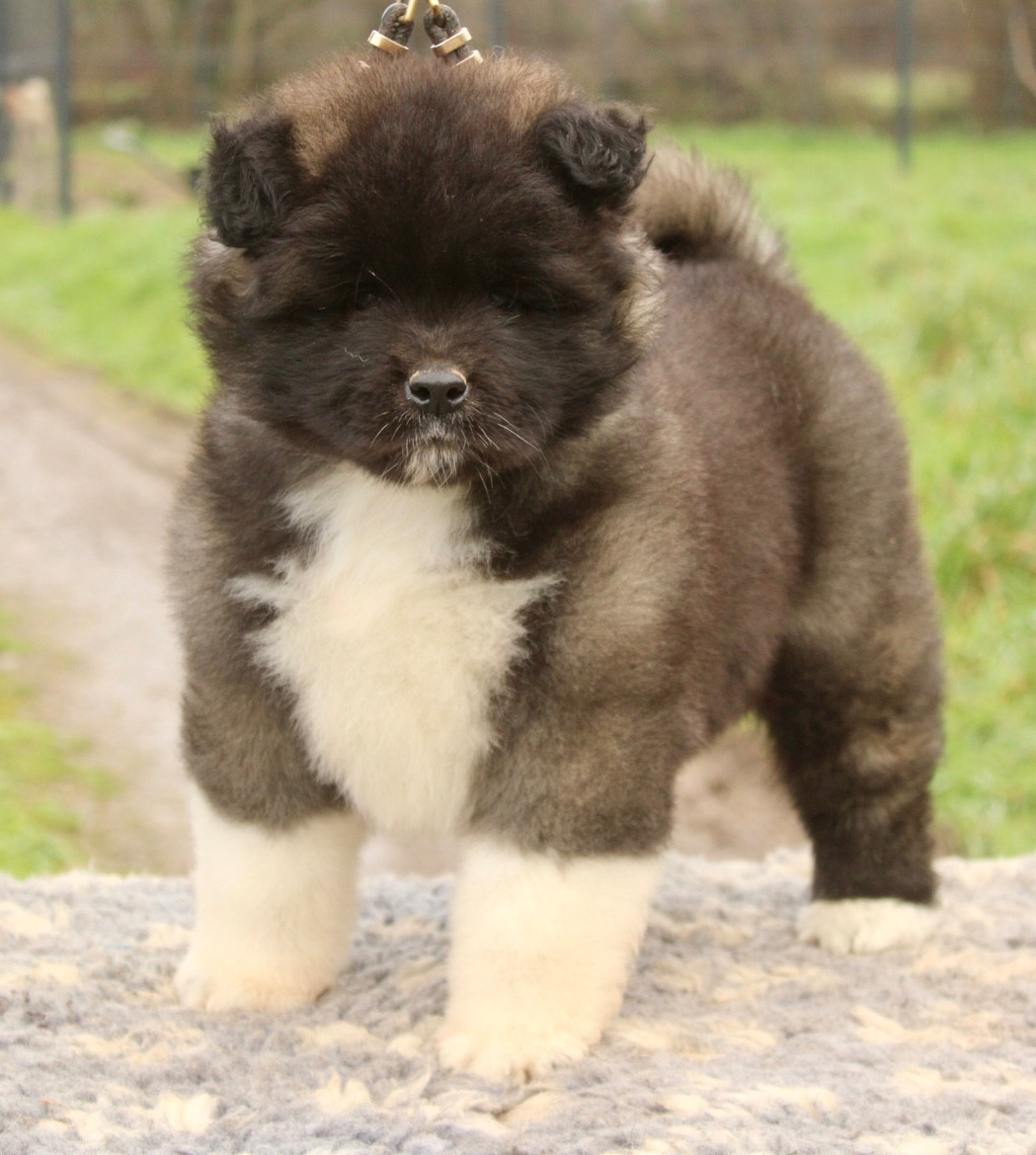 Rampage Spirit - Chiots disponibles - Akita americain
