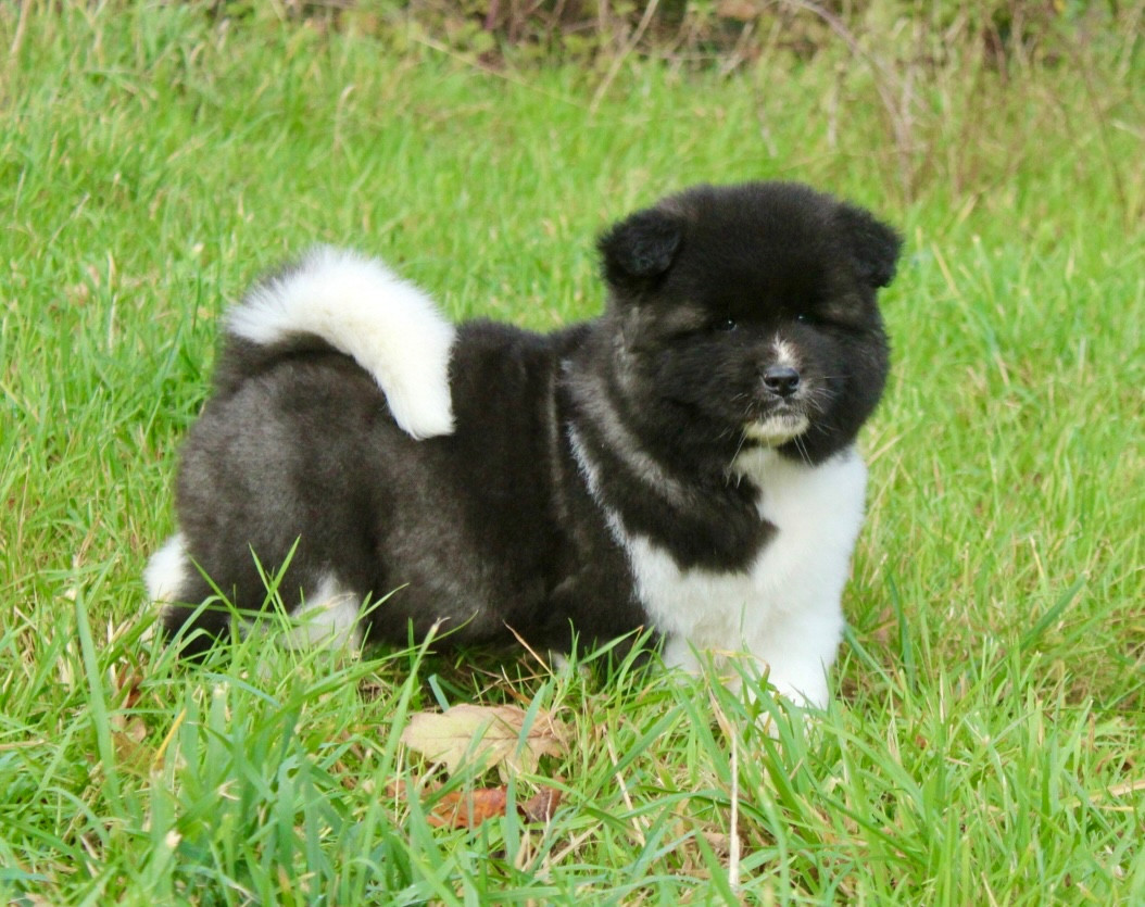 Rampage Spirit - Chiots disponibles - Akita americain