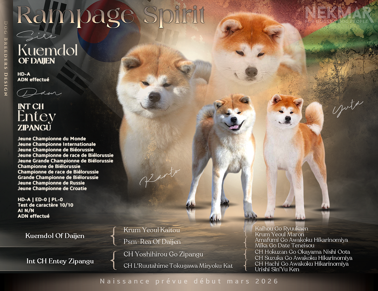 Chiot Akita Rampage Spirit