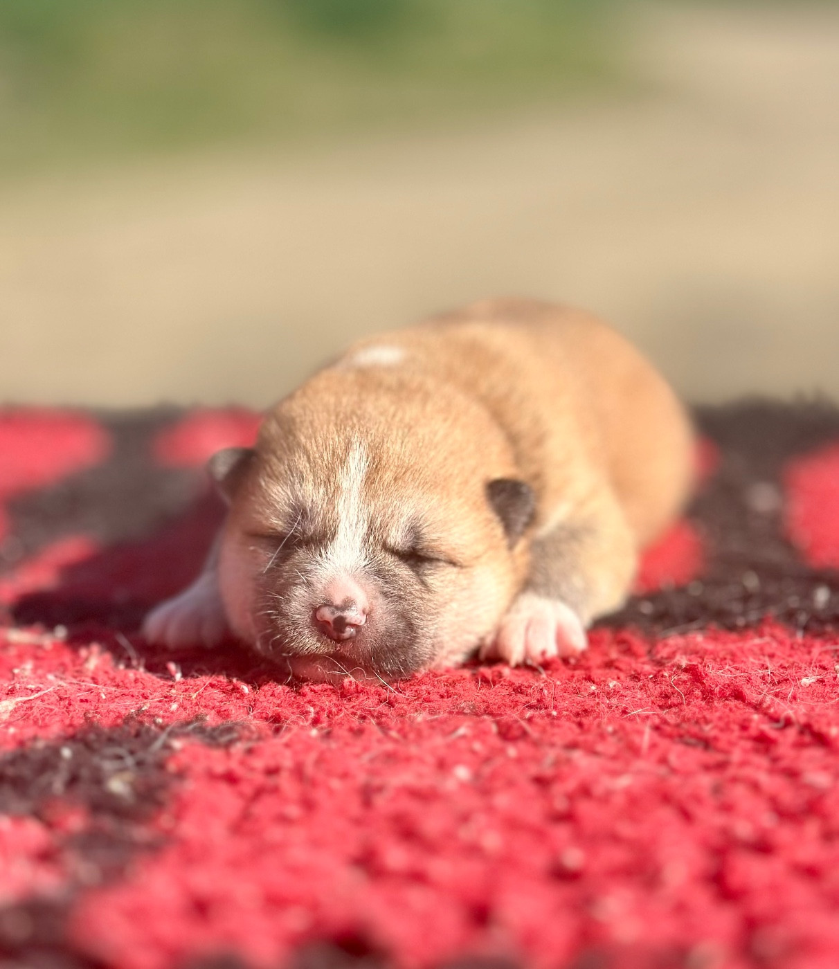 Rampage Spirit - Chiots disponibles - Akita