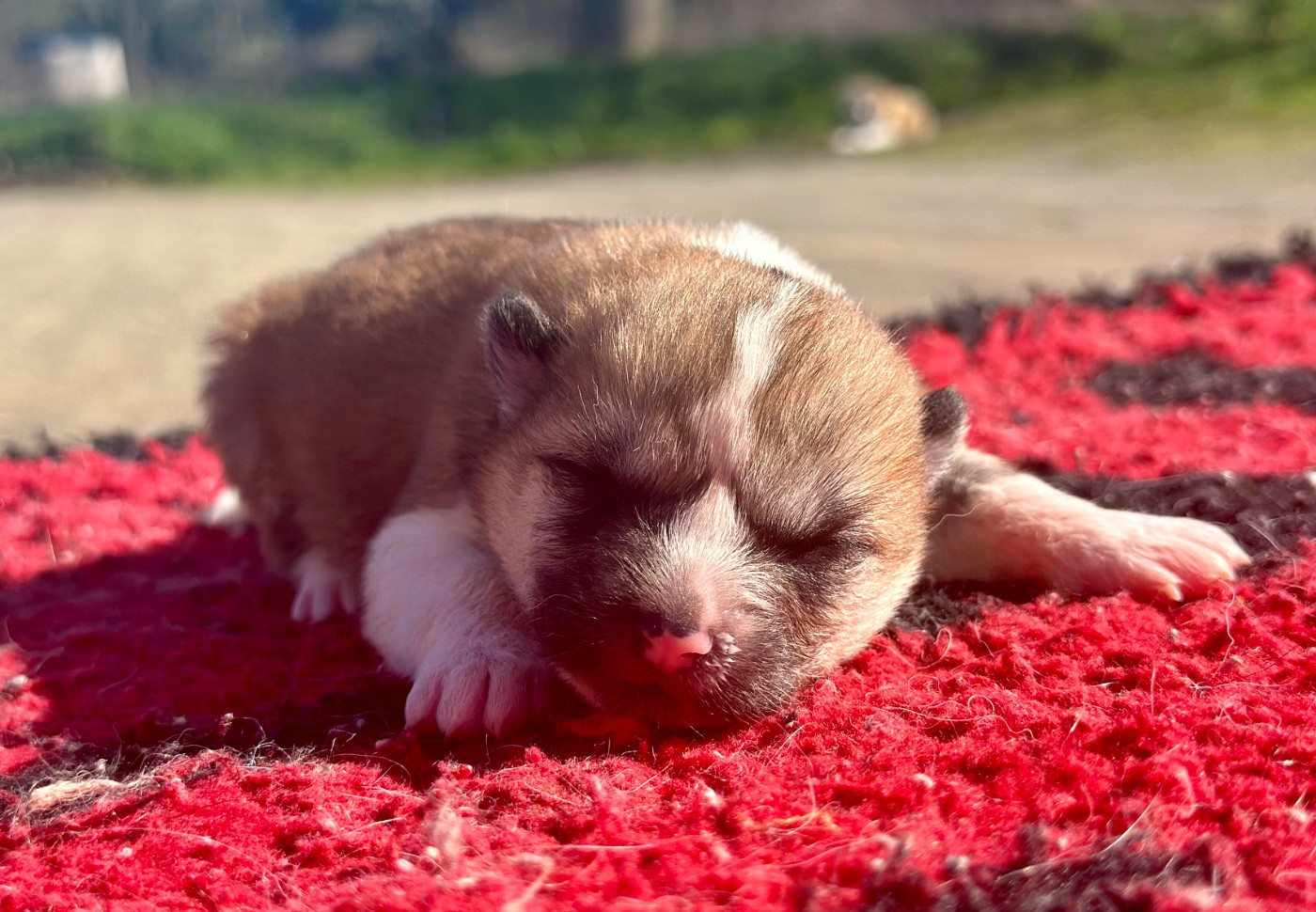 Rampage Spirit - Chiots disponibles - Akita