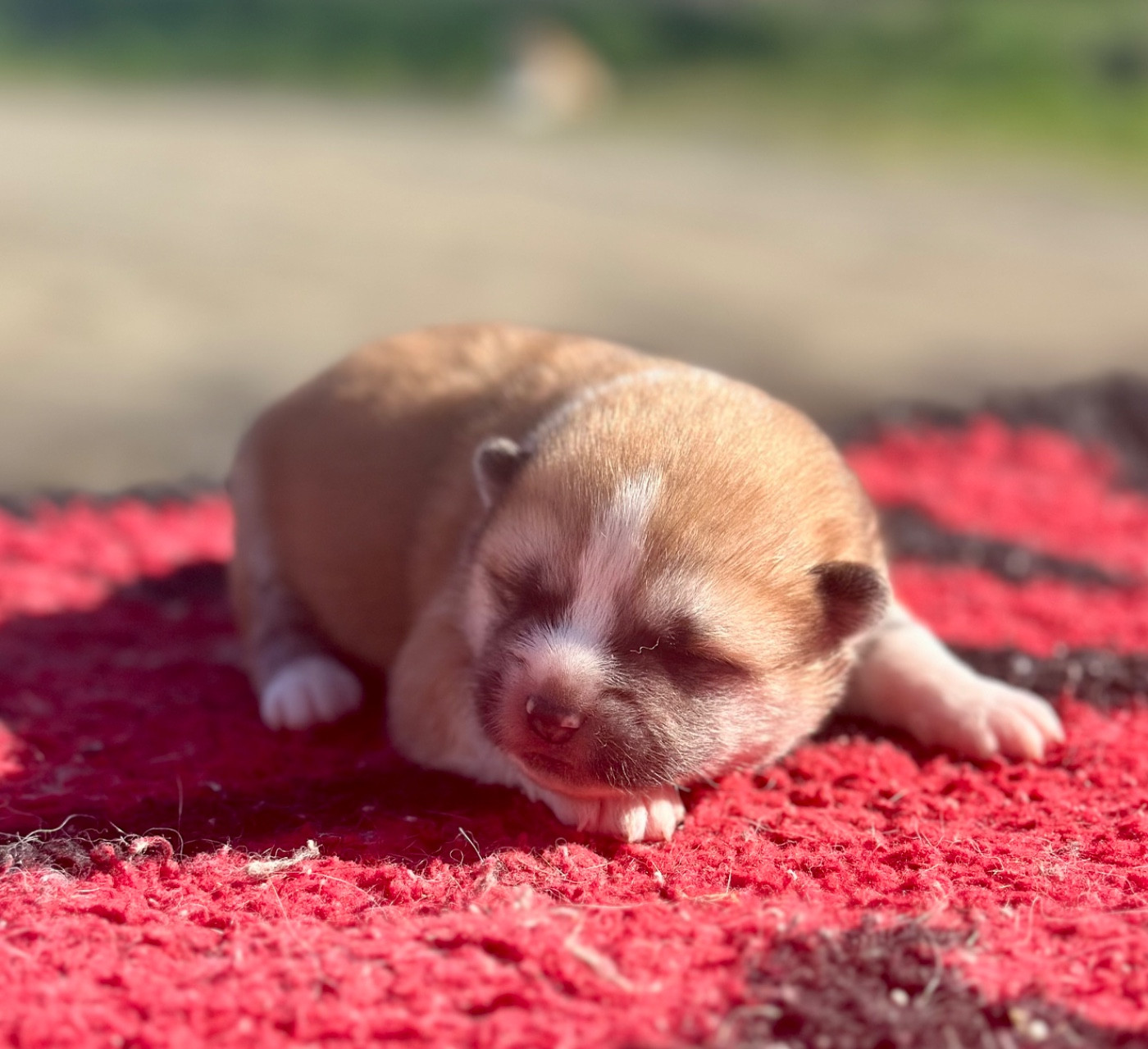 Rampage Spirit - Chiots disponibles - Akita