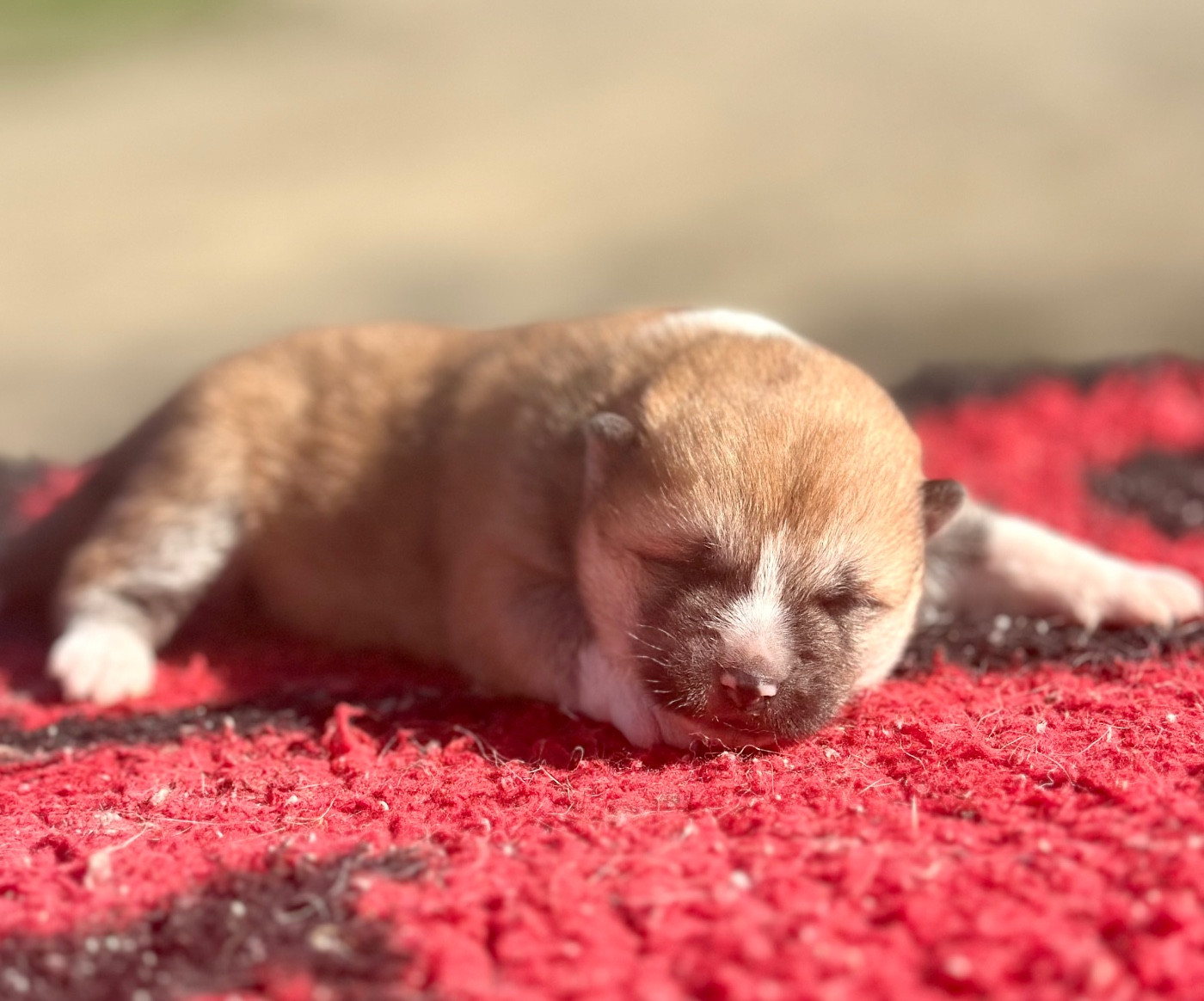 Rampage Spirit - Chiots disponibles - Akita