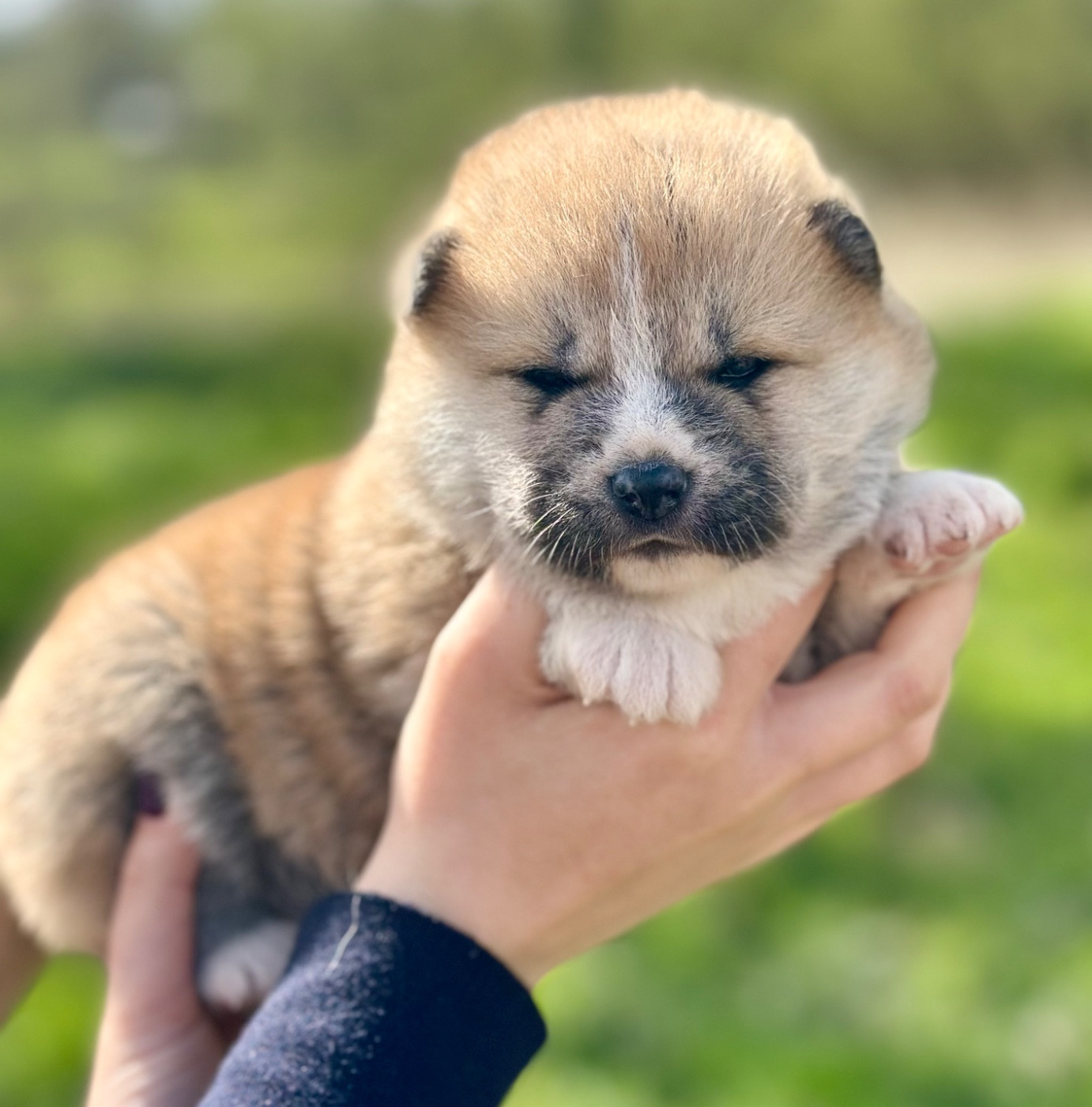 Rampage Spirit - Chiots disponibles - Akita