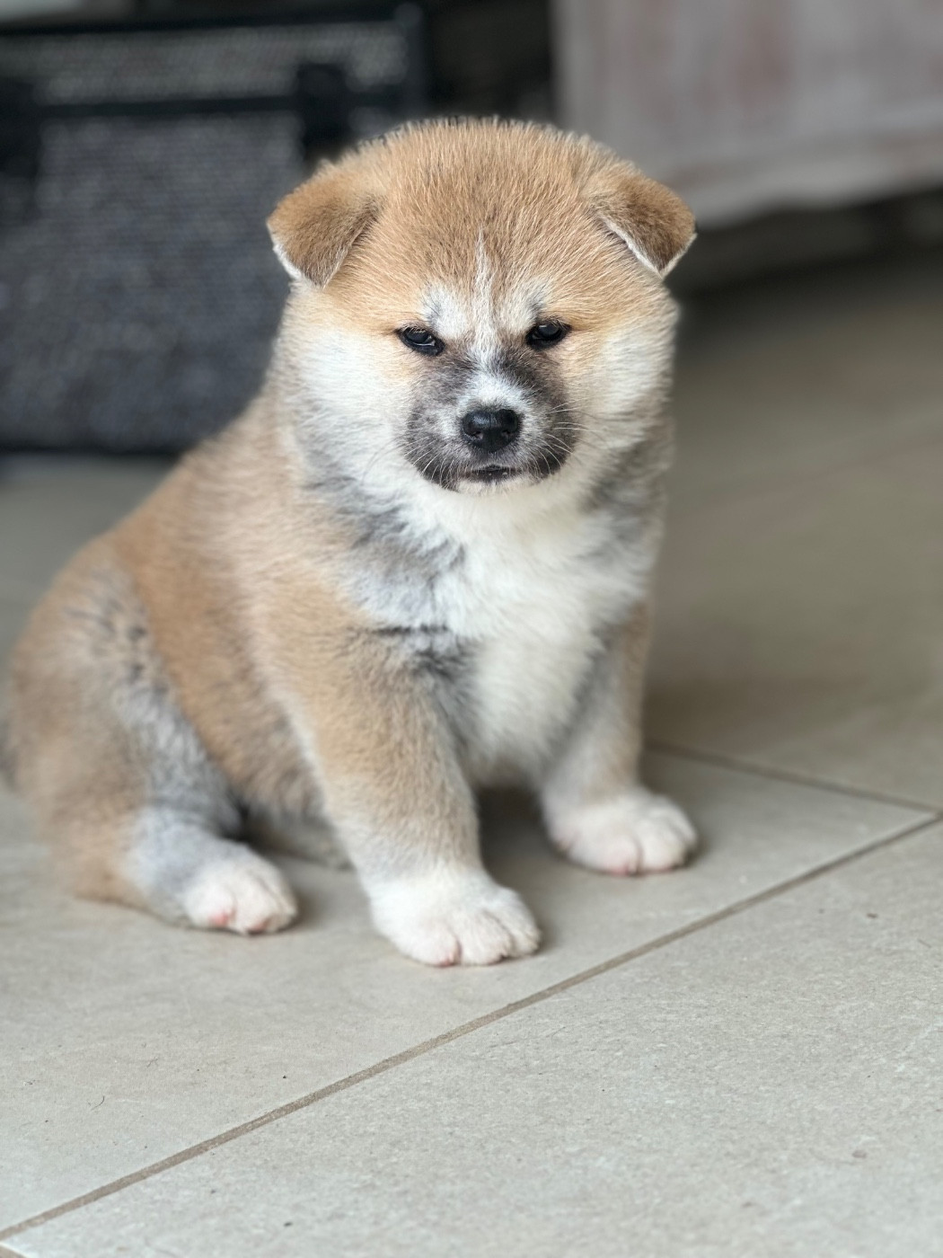 Rampage Spirit - Chiots disponibles - Akita