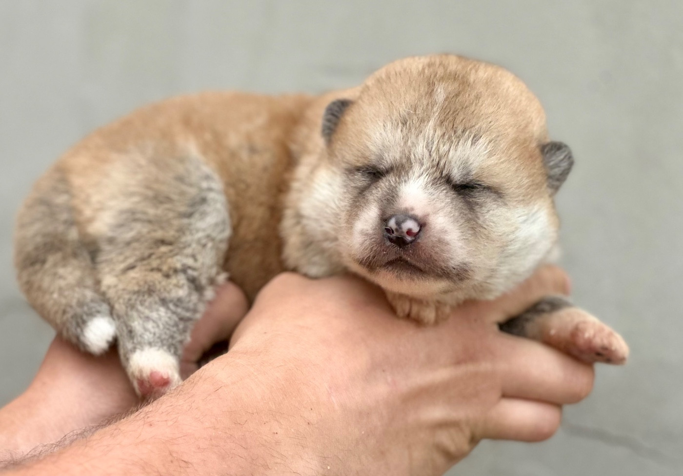 Rampage Spirit - Chiots disponibles - Akita